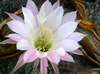 Easter Lilly Cactus